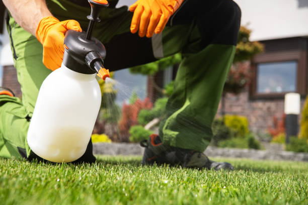 Best Termite Control Services  in Wadena, MN