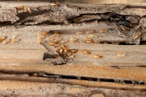 Best Exterminator Services  in Wadena, MN