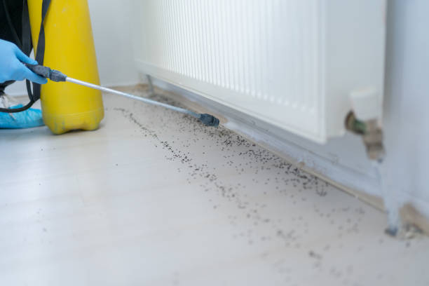 Flea Control Services in Wadena, MN