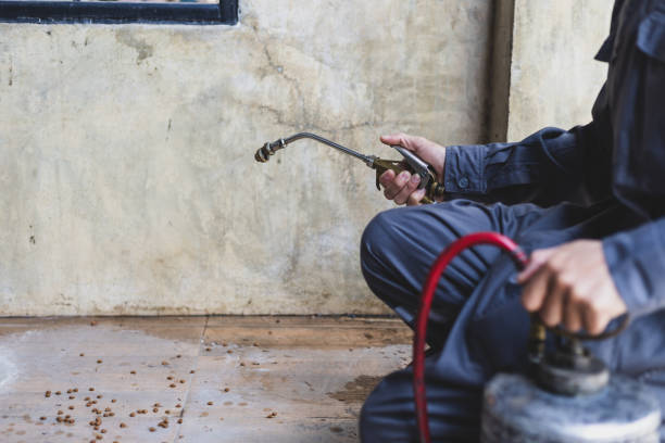 Best Termite Control Services  in Wadena, MN